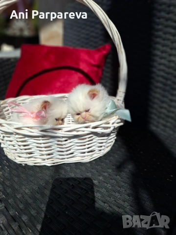 Персийски (хималайски)котенца., снимка 4 - Персийска - 53798356