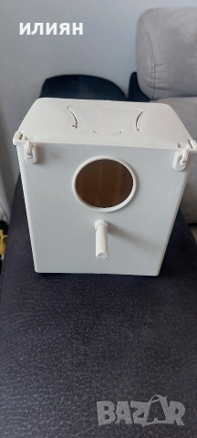 Среброклюни амадини, снимка 4 - Амадини - 53488807