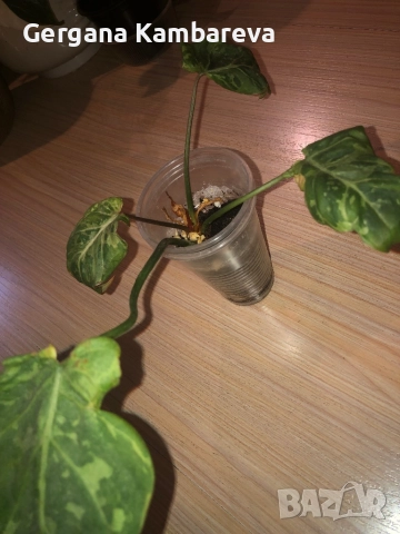 Philodendron Gloriosum Snow Leopard , снимка 2 - Стайни растения - 51951620