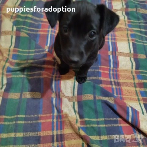 Подарявам кученца, разновидност на патърдейл (chatterdale), снимка 3 - Други - 53838730