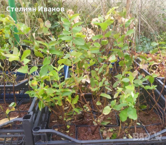 Камчатска боровинка, камчатска лоницера (Lonicera caerulea var. kamtschatica), снимка 4 - Градински цветя и растения - 52354322