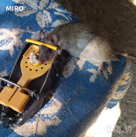 Продавам капани за мишки, снимка 5 - За гризачи - 44394651