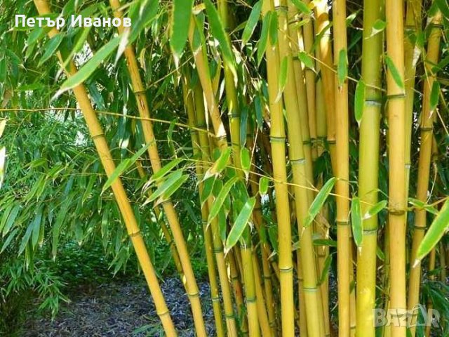 Бамбук студеноустойчив с корен, снимка 8 - Градински цветя и растения - 41115267