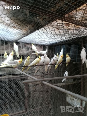 Различни видове папагали, Ферма " Meshi i Sie" , снимка 13 - Папагали - 33912948