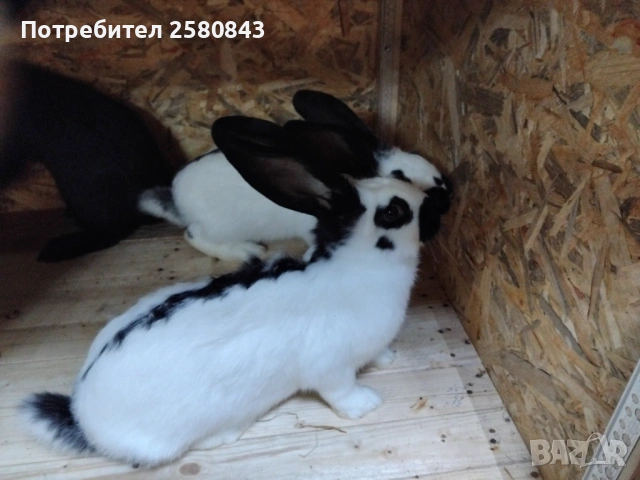 Черно бели на 3 месеца ваксинирани, снимка 2 - Други - 53669669