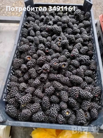 ПРОДАВАМ РАСАД КЪПИНИ