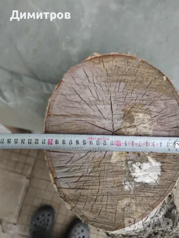 броя брезови трупи с красива бяла кора – за декорация и дизайн Описание:, снимка 3 - други­ - 50169517