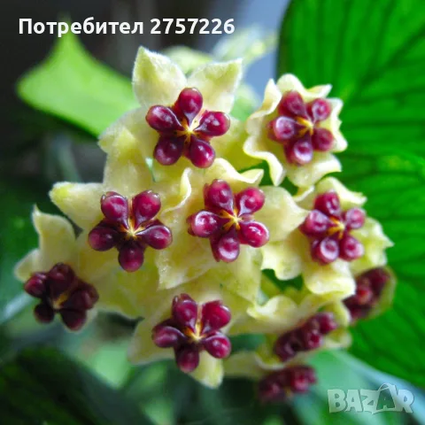Hoya polyneura,Хоя полинеура, снимка 5 - Стайни растения - 56071207