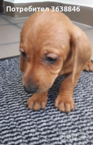 Мини дакел, снимка 1