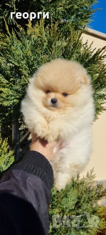 Померан, снимка 6 - Померан - 35756615