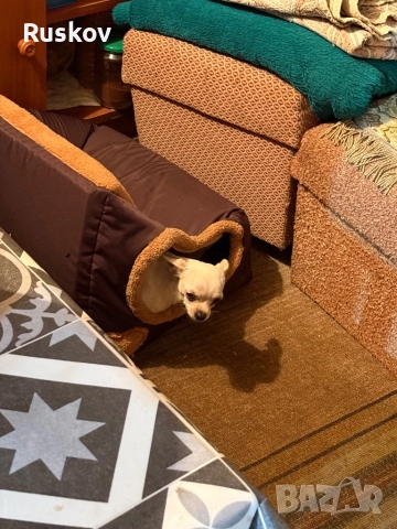 Чихуахуа , снимка 3 - Чихуахуа - 52734022