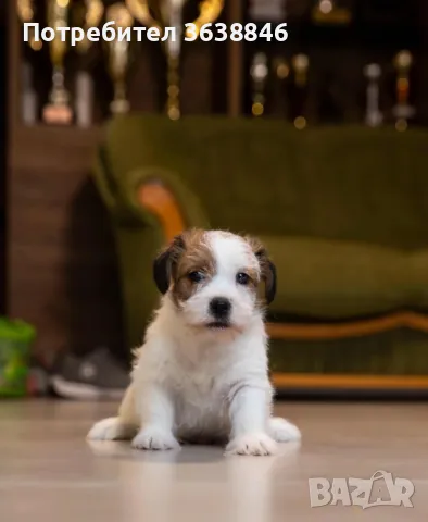 Джак ръсел твърдокосмест., снимка 1