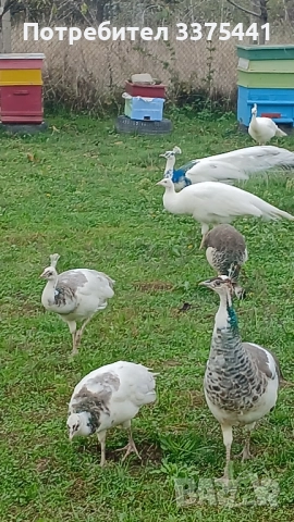 продавам пауни сребърни ,сребърни арлекини,Бели ,обикновени Индийски , снимка 5 - други­ - 52380620