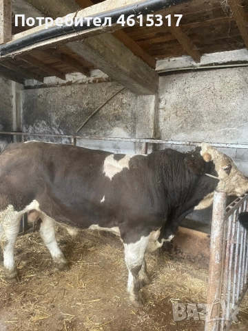 Продавам телета и телешко месо, снимка 3 - Крави - 51962404