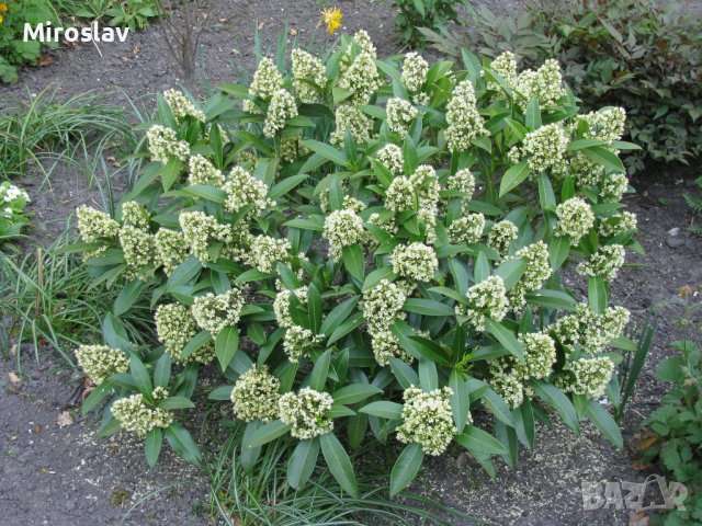 Скимия-Японски люляк, снимка 7 - Градински цветя и растения - 39929270