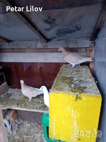 6 чифта китайски чайки 1 чифт лимонови пощенци и 1 чифт чисто бели пощенци 1 чифт индиски палуни и 2, снимка 3 - Гълъби - 52650037