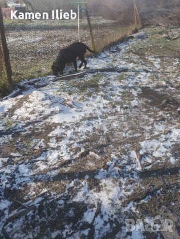 ПРОДАВА СЕ , снимка 3 - Кане корсо - 53165402