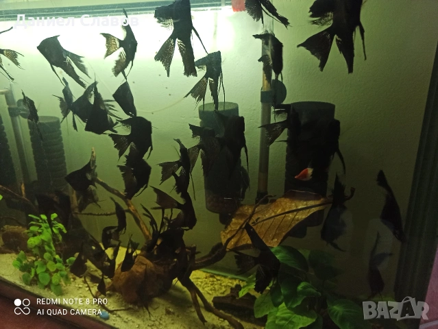 Черни воални скаларии 