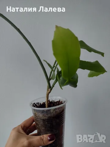 Епифилум, epiphyllum oxypetalum, снимка 4 - Стайни растения - 56304993
