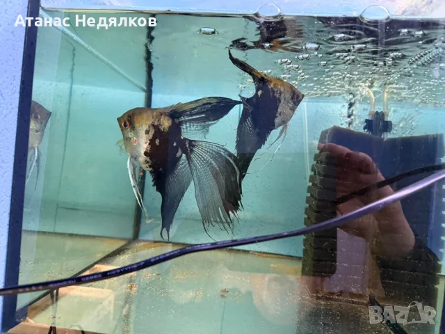Чифт скалария шлаерно смолки 