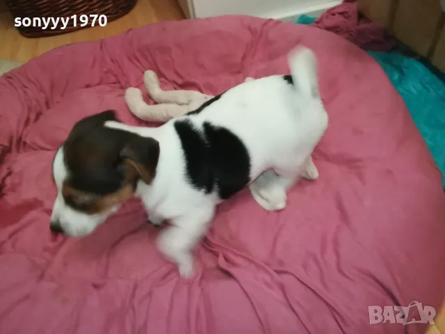 ДЖАК РЪСЕЛ БЕБЕТА-ПРОДАВАМЕ-РОДЕНИ 19/12/24г 2801250614, снимка 9 - Джак ръсел териер - 48857182