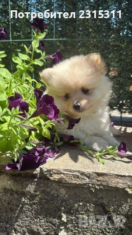 Померански мини шпиц, снимка 1
