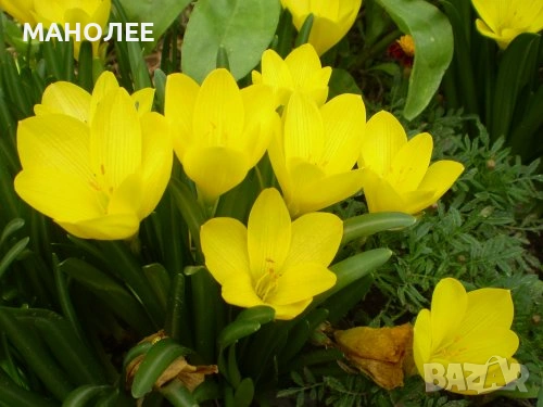 🌼🌼🌼Щенрбергия 🌼жълт  минзухар 🪷🎁🌼