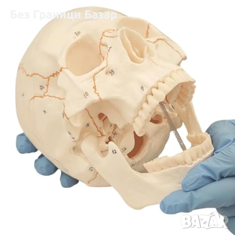Нов Учебен анатомичен череп експлодиран изглед бял с подвижен мозък