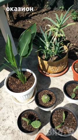 кактуси.алое,дебелец цена за всички, снимка 2 - Градински цветя и растения - 51708237