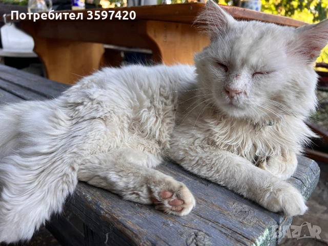 Женско персийско котенце , снимка 4 - Персийска - 53113318