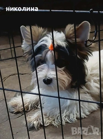 Йоркширски териер , снимка 5 - Йоркширски териер - 53637797