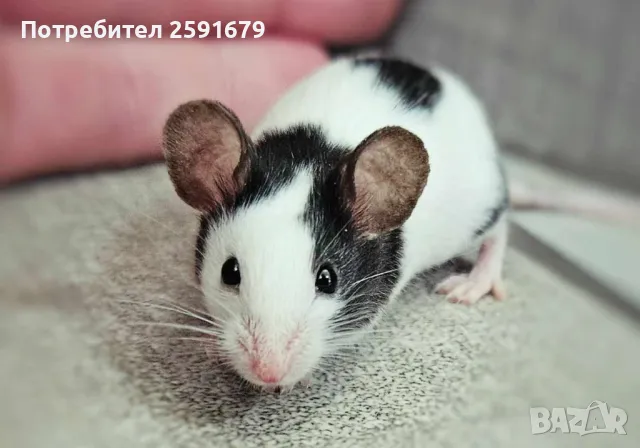 Мишка панда, снимка 2 - Други - 48340180