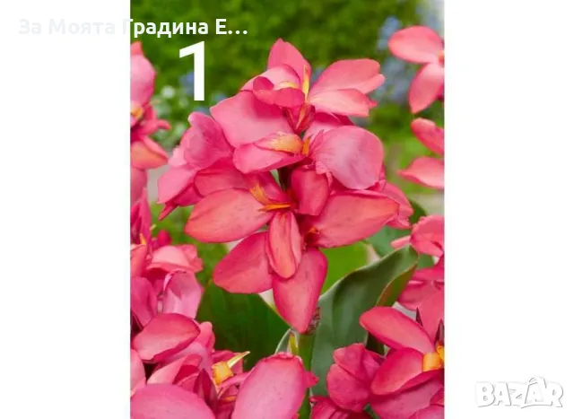 Кана -луковици 