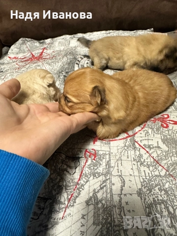 Немски шпиц, снимка 2 - Немски шпиц - 52687005