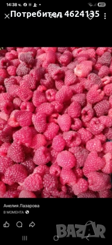Продавам разсад ягоди и малини , снимка 6 - Сортови семена и луковици - 53738570