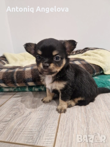 бебета чихуа на 50 дена с първа  ваксина , снимка 3 - Чихуахуа - 53803931