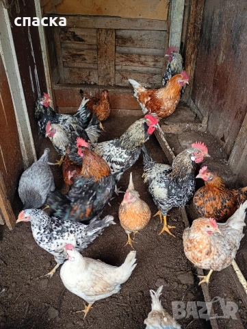 Домашни Кокошки и пилета , снимка 4 - Кокошки и пуйки - 53402124