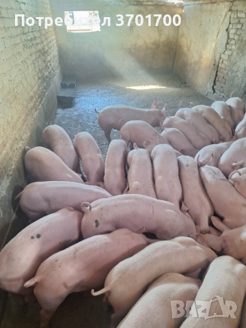 Продавам Малки Прасенца 25-45кг