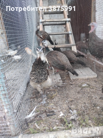 Продавам паунчета, снимка 2 - други­ - 51295851