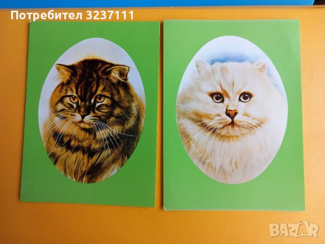 Картички Котки - лот 2, снимка 2 - Колекции - 39807533
