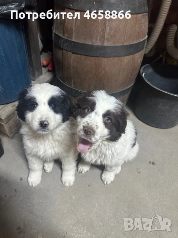 Каракачанка мъжко / женско