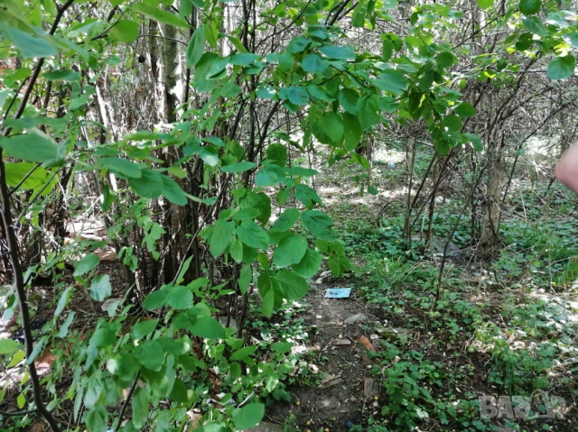 Парцел в с. Скриняно - на 3 км. от гр. Кюстендил, снимка 5 - Парцели - 46334005