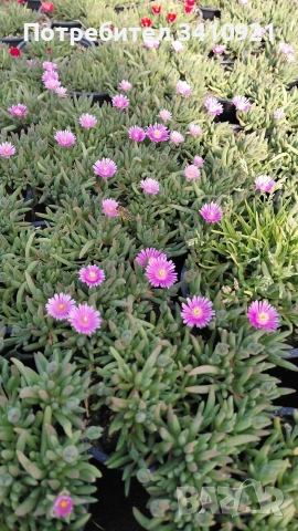 Делосперма 7 цвята