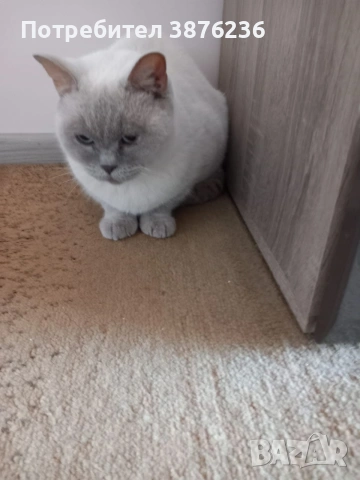 Британска късокосместа , снимка 15 - Британска късокосместа - 53313048