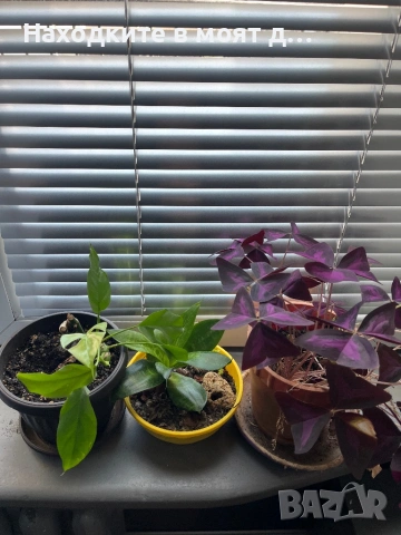Комплекти от 3 броя стайни растения, снимка 3 - Стайни растения - 53644756