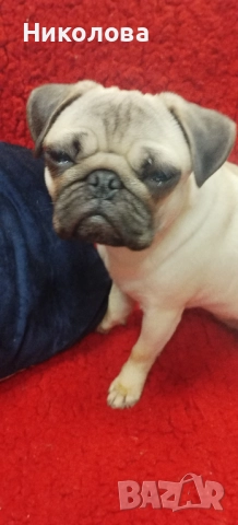 Мопс, снимка 2 - Мопс - 52787633