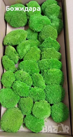 Топчест мъх Скандинавски мъх, снимка 2 - Декорация за дома - 45062598