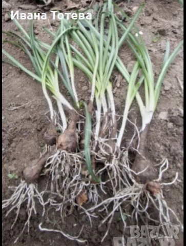 Луковици на есенен минзухар, снимка 2 - Разсади - 53801683
