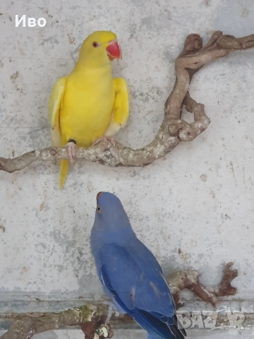 Продавам папагали малък АЛЕКСАНЪР , снимка 3 - Папагали - 53766167