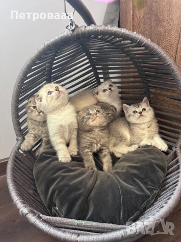 Британски / шотладски котенца 